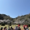 【HitPot Studioさん】滝の宮公園で「健康お花見会」を開催されました！（2026年4月3日）