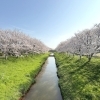 桜の季節は心と体のメンテナンス日和🌸