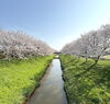 「桜の季節は心と体のメンテナンス日和🌸」