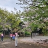 公園でゆったりお花見レクをしてきました【就労継続支援B型 ゲーム 千葉市】