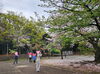 「公園でゆったりお花見レクをしてきました【就労継続支援B型 ゲーム 千葉市】」