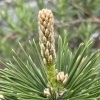 🌿 松の芽摘みで庭が見違える｜プロの手入れで美しい樹形に　磯子区、金沢区、植木、庭の事なら庭一
