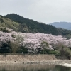 お花見