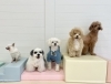 おもち♡アモルくん♡ペチくん♡ソルくん♡ねむくん「ましゅまろ幼稚園🐾」
