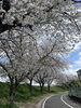 「桜が綺麗でした🌸」