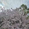 桜の頃に...(北九州市八幡西区若葉にある少人数での送り出しをしている安心価格の直葬、家族葬専門葬儀社です。戸畑区にて直葬専門会館もございます。また、小倉北区にも会館がございます)