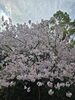 「桜の頃に...(北九州市八幡西区若葉にある少人数での送り出しをしている安心価格の直葬、家族葬専門葬儀社です。戸畑区にて直葬専門会館もございます。また、小倉北区にも会館がございます)」