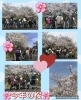 満開の桜の下で、笑顔あふれるひととき「小松島 特別養護老人ホーム千歳苑のお花見外出「今年の桜」を楽しみました」