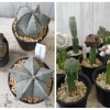 個性的な多肉植物が入荷！【星形・もけもけ・ぽこぽこ　ユニークな姿の多肉植物】新潟県村上市の園芸店 g+f MOMO