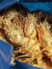 鬼えび🦐「【魚も酒も自ら厳選する瑞江の小料理屋】」