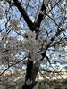 心躍る満開の桜お花見シーズン「満開の桜の季節に、春ドライブのレンタカーはいかがですか？」