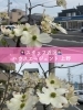 親しみやすいスタッフがご案内！「静岡市清水区花みずき通り🌸春のお散歩ついでに気軽に立ち寄れる不動産相談」