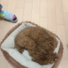 生後8ヶ月トイプードル#噛む犬#しつけ方#岸和田市