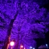 今年の夜桜は？