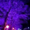 今年の夜桜は？