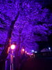 幻想的だわ〜✨️「今年の夜桜は？」