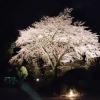 桜ライトアップ 2026について　【2026.4.6】