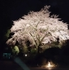 「桜ライトアップ 2026について　【2026.4.6】」