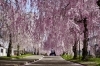 「R6満開の「日中線しだれ桜並木」をリールでお届け｜桜トンネルのあとは喜多方ラーメンへ」