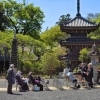 花まつりの穏やかな一日｜詩吟の発表会と花祭り限定御朱印と共に春の境内をゆったり散策いかがですか？？