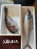 「入荷しました🐟」