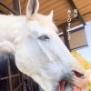 馬があくびをするときってどんなとき？ 口の中も観察してみよう