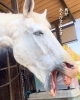 馬があくびする時「馬があくびをするときってどんなとき？ 口の中も観察してみよう」