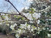 「桜がやっと咲きました♪」