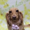 ミニチュアダックスのしずくちゃん♪ 春色フラワー背景でうさぎチャームフォト！