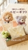 「ベビーギフトはおまかせください🎁　　【倉敷の雑貨屋さん　出産祝い　プレママ　出産準備　ギフト】」