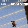 蜂の巣が、出来かけています❗️