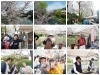 「とてもいい天気だった「桜まつり」！　今年も、飲ませていただきました♪」