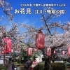 介護老人保健施設やすらぎ荘-お花見🌸江川・鴨島公園