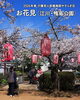 「介護老人保健施設やすらぎ荘-お花見🌸江川・鴨島公園」