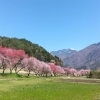 大桑村須原の花桃【花見　地域活性　木曽観光】