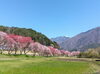 「大桑村須原の花桃【花見　地域活性　木曽観光】」