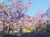「高遠城址公園の桜【木曽・上伊那の情報発信　ポータルサイト】」