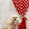 わんことストロベリー🍓