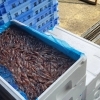 休み明け久しぶりにホタルイカが安くなってきたので目ん玉取り頑張ります🦑🦑