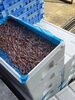 「休み明け久しぶりにホタルイカが安くなってきたので目ん玉取り頑張ります🦑🦑」