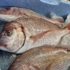 旬の魚と春野菜を楽しむ、春のおばんざい