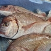 旬の魚と春野菜を楽しむ、春のおばんざい