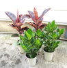 フィカスルビー・クルシア「観葉植物が入荷しています」