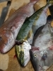 豊洲市場仕入れの魚たち「【魚も酒も自ら厳選する瑞江の小料理屋】」