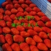 いちご狩り値下げしました🍓