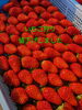 いちご狩り値下げしました🍓「いちご狩り値下げしました🍓」