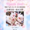 「桜フォトコンテスト2026」応募写真を一部ご紹介しています🌸