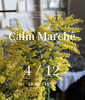 Calm Marche出店情報「Calm Marche　4/12(日)に出店します」