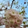 緑道の八重桜が咲きました