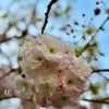 緑道の八重桜が咲きました